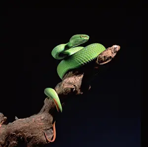 Coil: Trimeresurus albolabris, bamboo pit viper