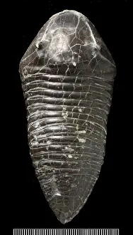 Silurian: Trimerus, a fossil trilobite