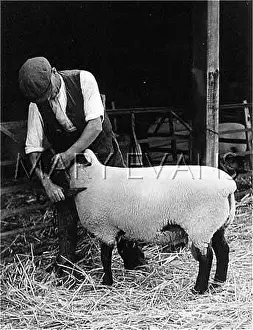 Mistley: TRIMMING A SHEEP BY HAND