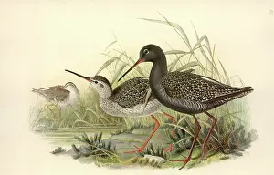 Scolopacidae: Tringa erythropus, spotted redshank