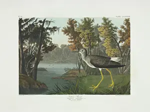 Flavipes: Tringa flavipes, lesser yellowlegs