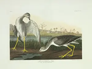 Preening: Tringa melanoleuca, greater yellowlegs