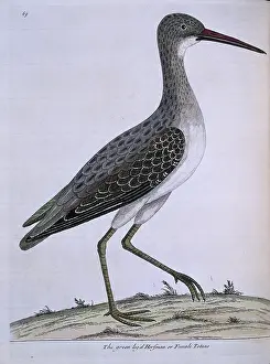 Eleazar: Tringa nebularia, common greenshank