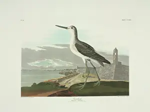 Tringa: Tringa nebularia, common greenshank