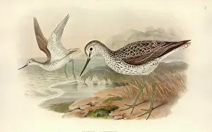 Streaked: Tringa nebularia, common greenshank