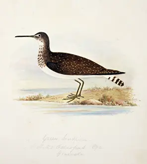 Bushby: Tringa ochropus, green sandpiper