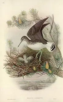 Pinus: Tringa ochropus, green sandpiper