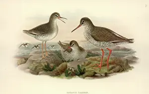 Streaked: Tringa totanus, common redshank