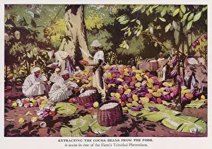 Extracting: TRINIDAD COCOA HARVEST