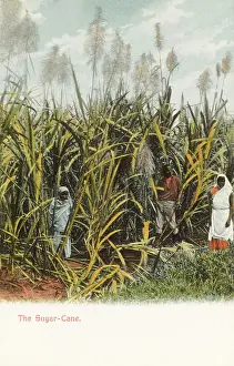Trinidadian: Trinidad - A field of Sugar Cane