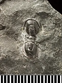Ordovician: Trinodus, a fossil trilobite