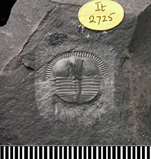 Ordovician: Trinucleus, a fossil trilobite