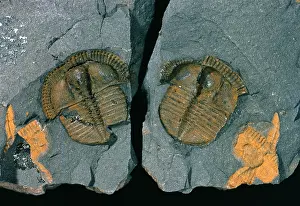 Ordovician: Trinucleus, trinucleid trilobite
