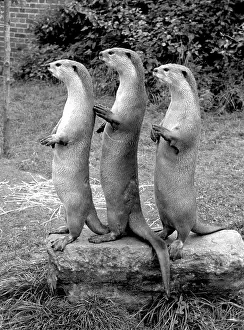 Otters: TRIO OF OTTERS 1960S