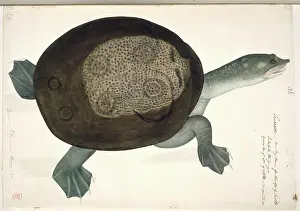 Thom: Trionyx sewaare, turtle