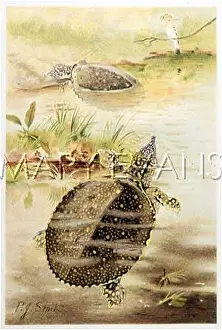 Hoopoe: TRIONYX SOFTSHELL TURTLE