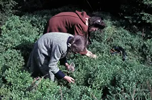 Leisures: Trip to the Harz Mountains 1948