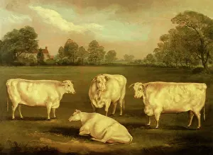 Triplet: Triplet Cows with Mother