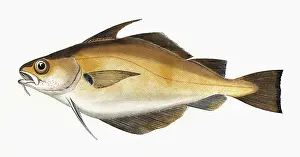 Blinds: Trisopterus luscus, or Bib
