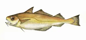 Gadidae: Trisopterus minutus, or Poor Cod