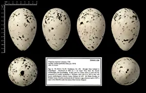 Tristram: Tristram's great auk egg