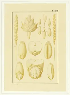 Bauer: Triticum aestivum, Wheat