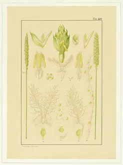 Bauer: Triticum aestivum, Wheat