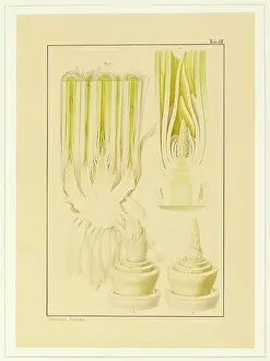 Bauer: Triticum aestivum, Wheat
