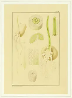Bauer: Triticum aestivum, Wheat