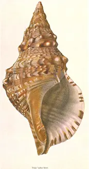 Triton: Triton Shell