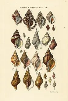Marshall And Co: Triton shells, Ranella, rock snails, Murex, whelk