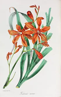 Iridaceae: Tritonia aurea