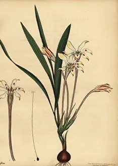 Botanical Artist: Tritonia cooperi