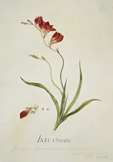 Mays: Tritonia crocata, corn lily