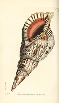 Tritons: Triton's trumpet, Charonia tritonis