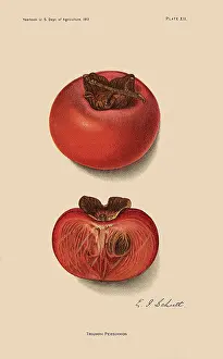 Persimmon: Triumph Persimmon