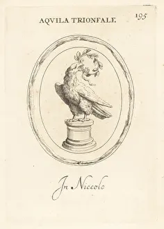 Signum: Triumphal eagle with a laurel wreath