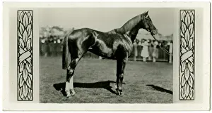 Jockeys: Trivalve, Australian race horse