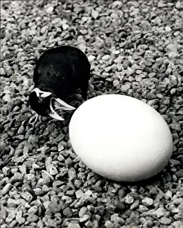 Fend: Trixie the Mynah bird examines a large egg