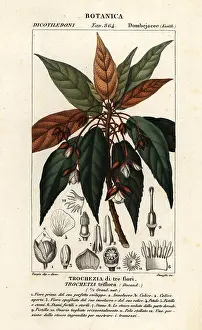 Spinosa: Trochetia triflora