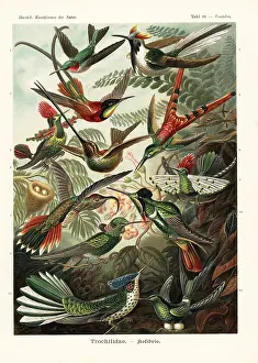 Coquette: Trochilidae hummingbirds