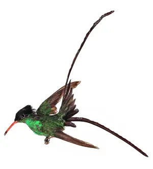 Trochilidae: Trochilus polytmus, red-billed streamertail