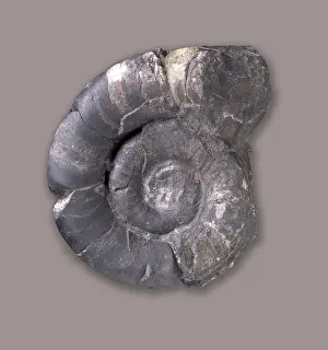 Nautiloid: Trocholites sp