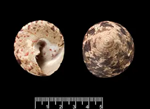 Niloticus: Trochus niloticus, top shell