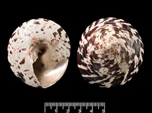 Niloticus: Trochus niloticus, top shell