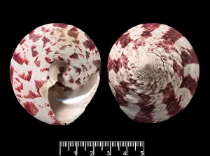 Niloticus: Trochus niloticus, top shell