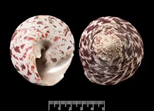 Niloticus: Trochus niloticus, top shell