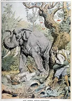 Trodden: TRODDEN BY ELEPHANT