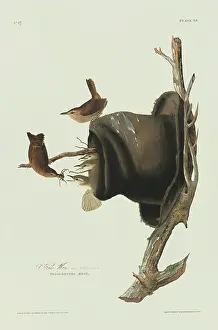 Troglodytes: Troglodytes aedon, house wren