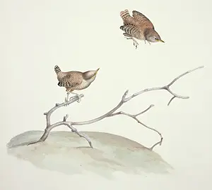 Wren: Troglodytes troglodytes, winter wren